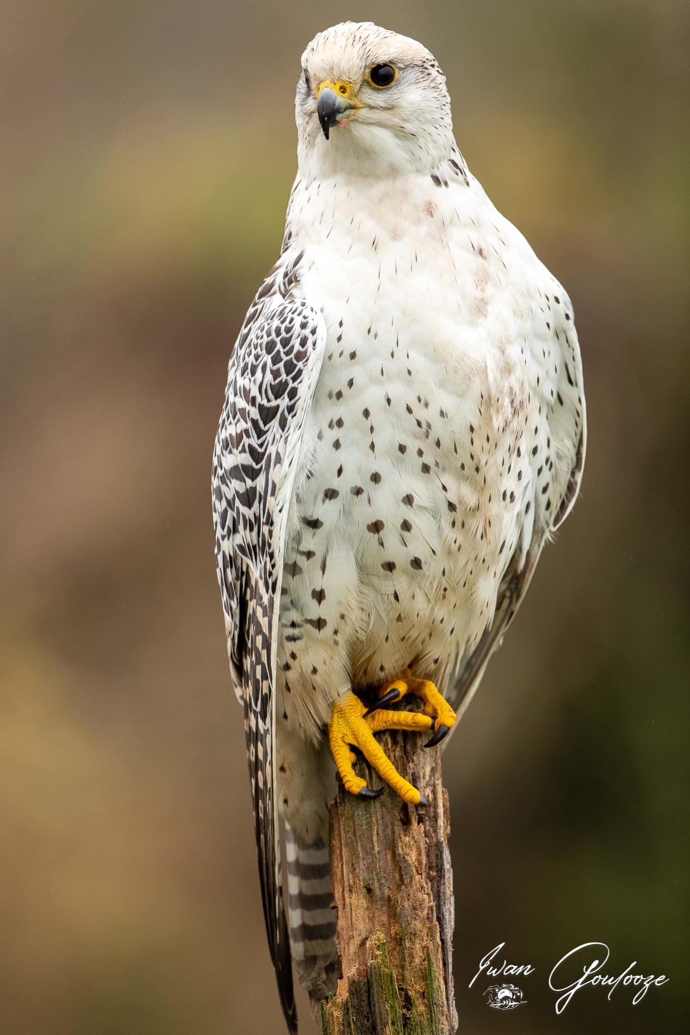  5D40491 28 november 2021 1225 56